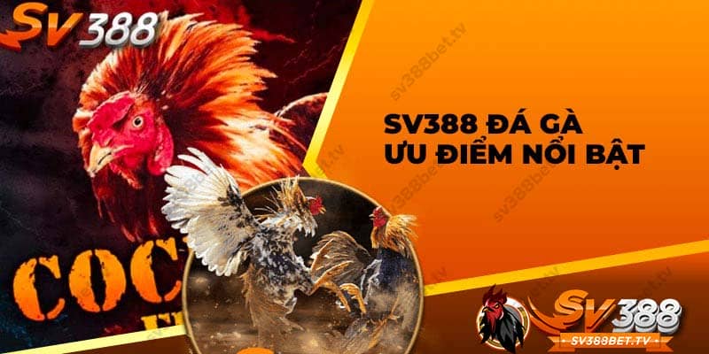 da-ga-cua-dao-sv388bet