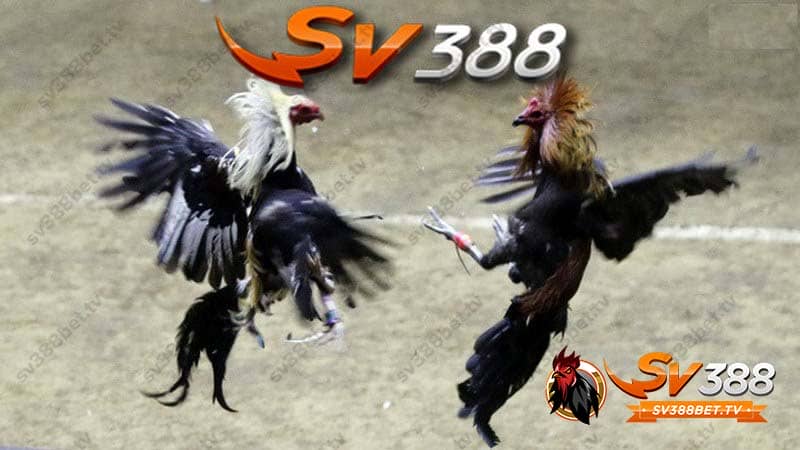 da-ga-cua-dao-sv388-4