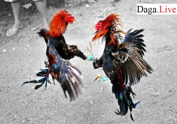 da-ga-cua-sat-thai-lan