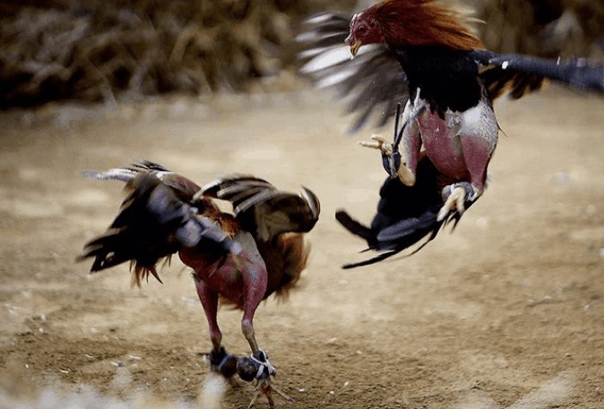 Game đá gà online hấp dẫn