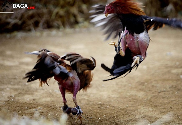 Màn chiêu dụ những con mồi của nhà cái online