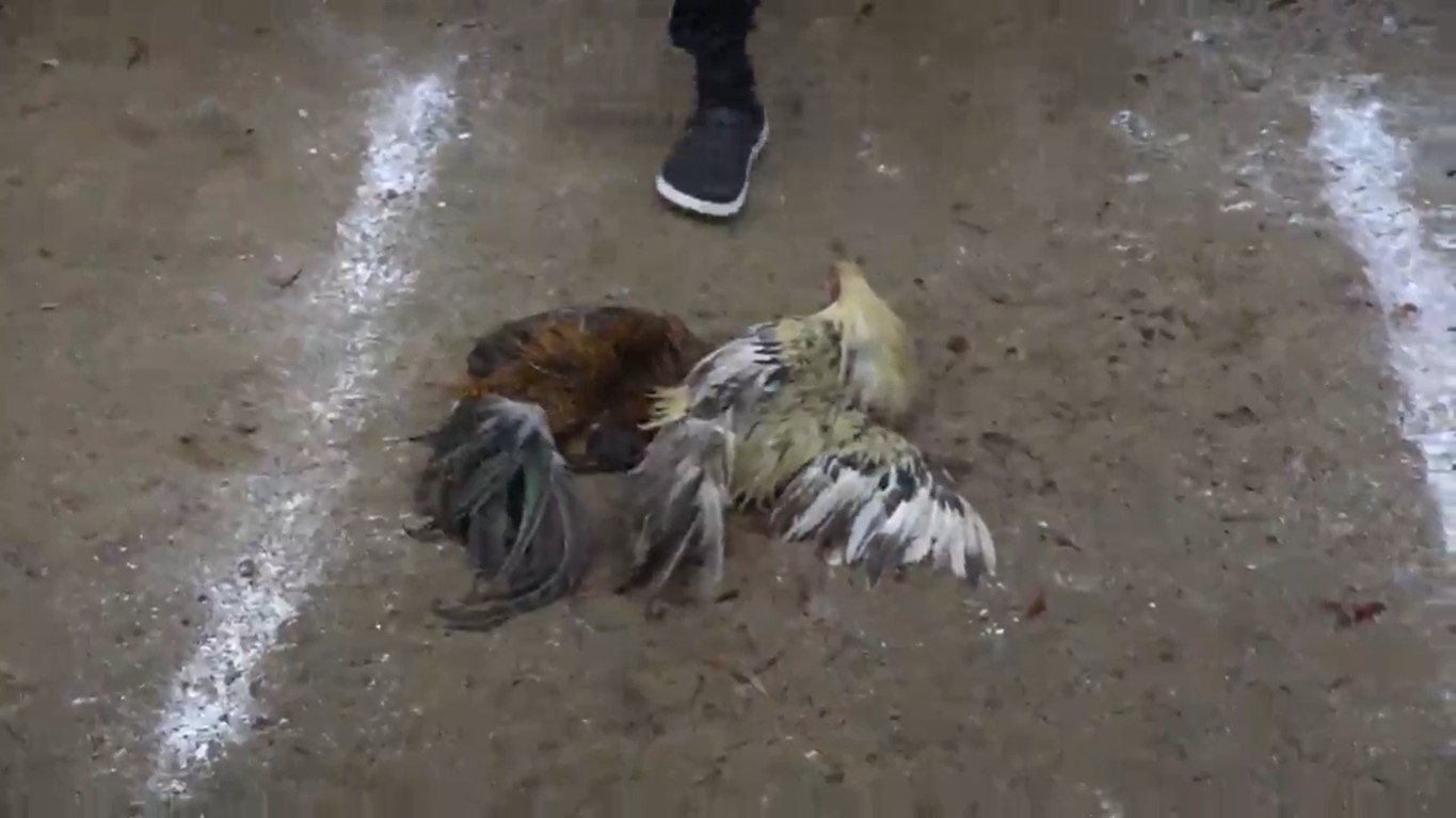 da-ga-truc-tiep-1-8-2020