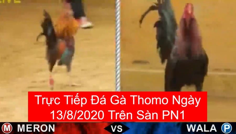 da-ga-truc-tiep-13-8