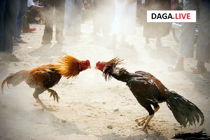 Đá gà cũng dẫn tới nhiều trường hợp gà đá bị què.