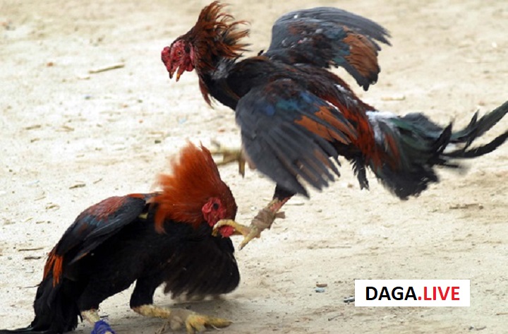 Gà đá bị què sau khi hồi phục vẫn có thể tham gia thi đấu.