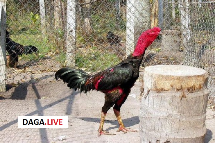 Bó bột cho gà đá bị què là cách tốt nhất để gà chiến mau hồi phục.