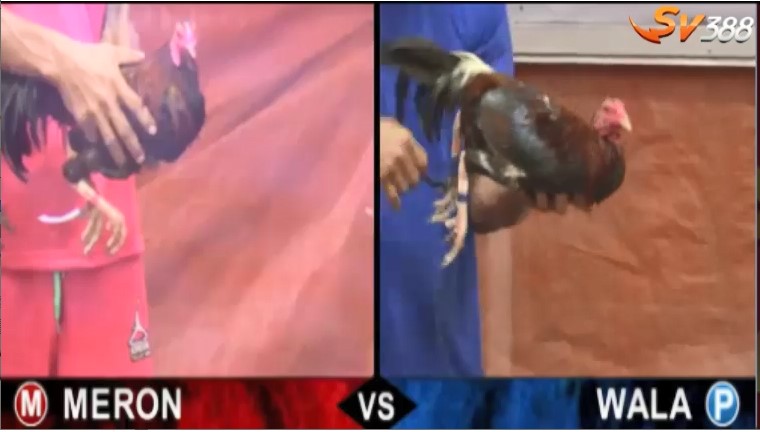 da-ga-truc-tiep-26-7-2020