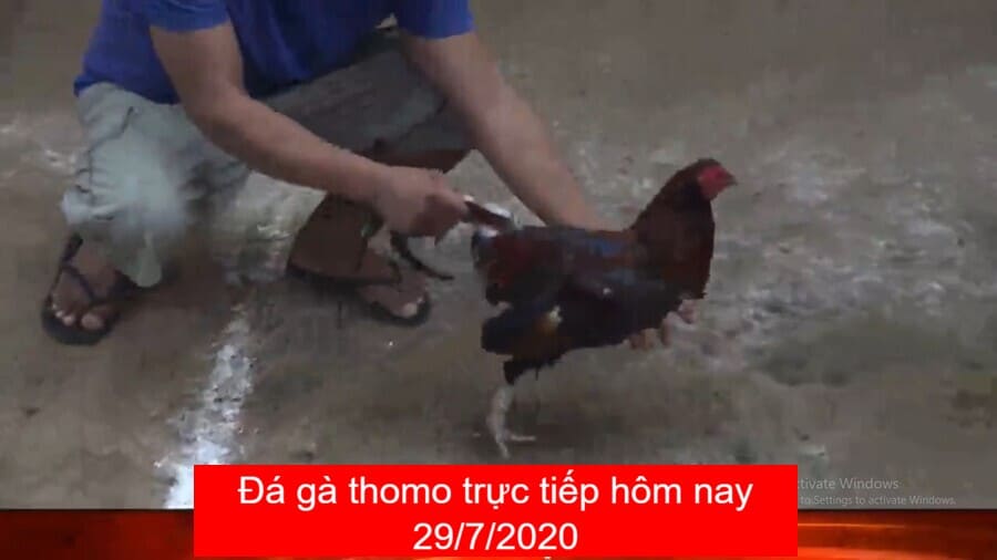 da-ga-truc-tiep-28-7-2020 (1)