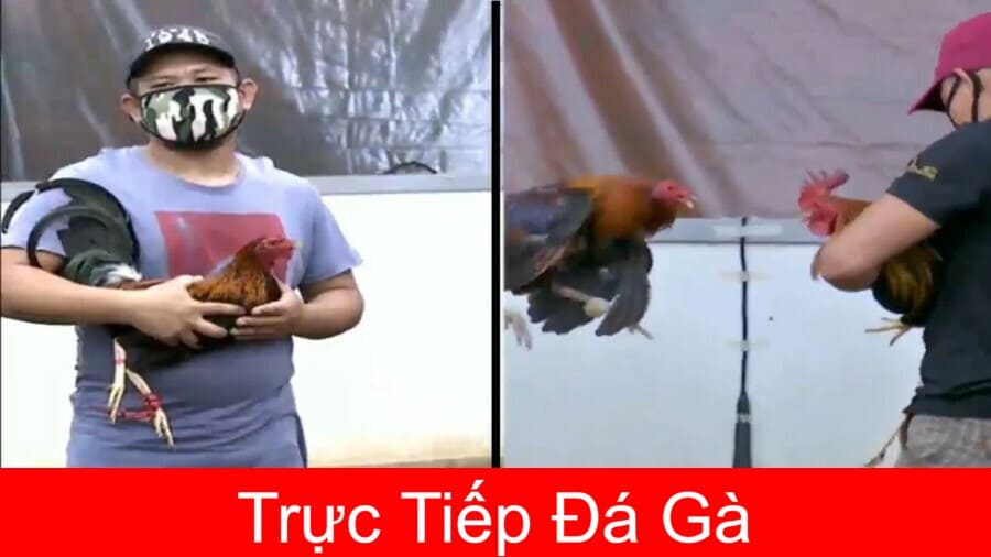 da-ga-truc-tiep-31-7-2020