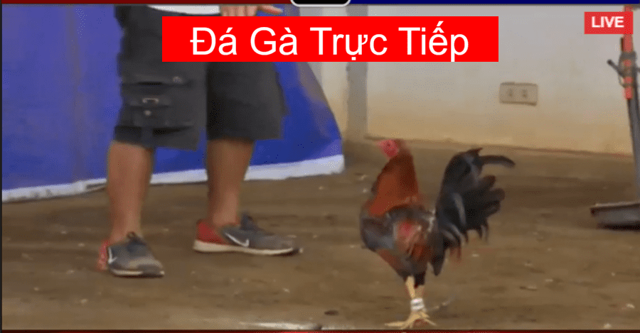 da-ga-truc-tiep-4-8-2020