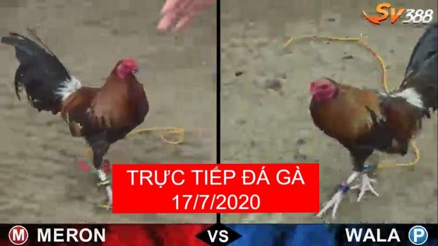 ĐÁ GÀ TRỰC TIẾP