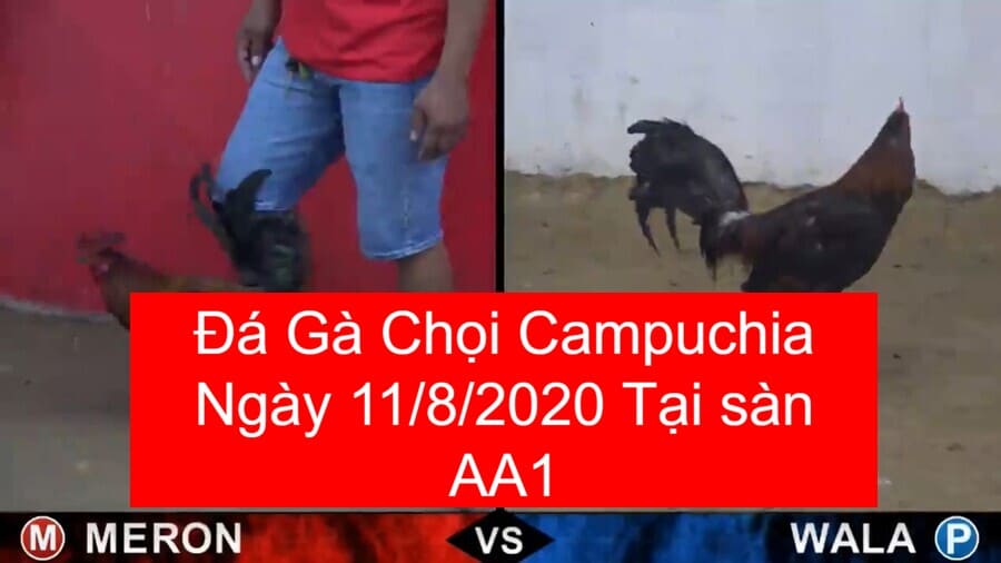 da-ga-truc-tiep-ngay-11-8