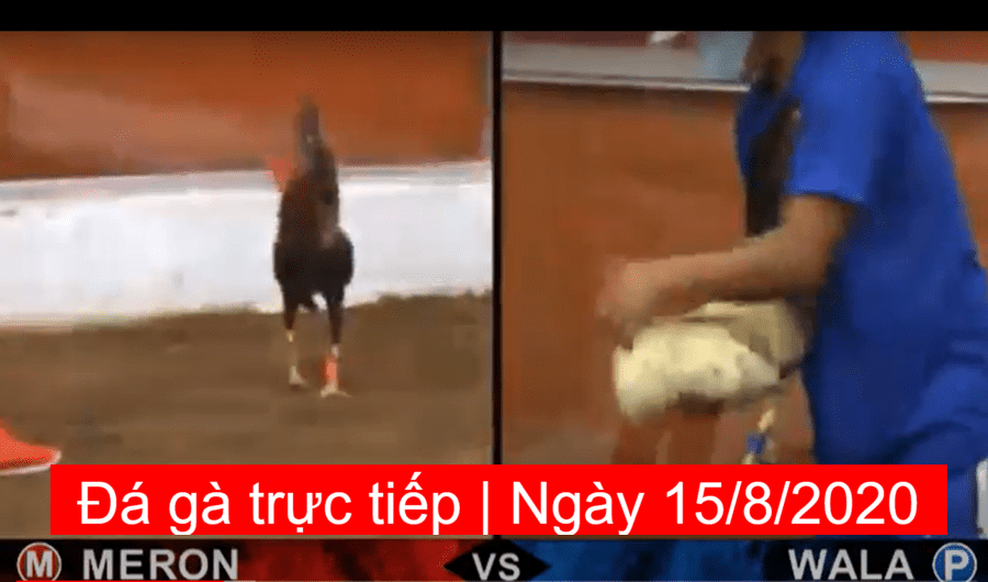 da-ga-truc-tiep-ngay-15