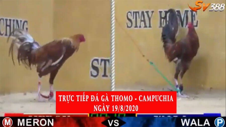 đá gà trực tiếp ngày 20/8/2020