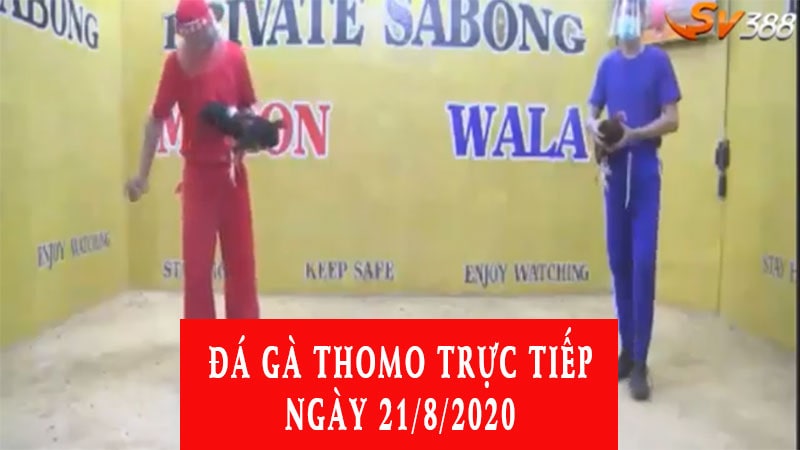 Đá gà Thomo trực tiếp ngày 21/8/2020