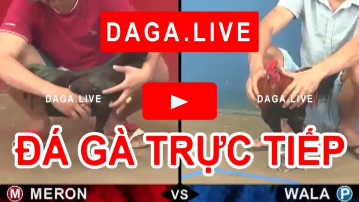 Đá gà trực tiếp