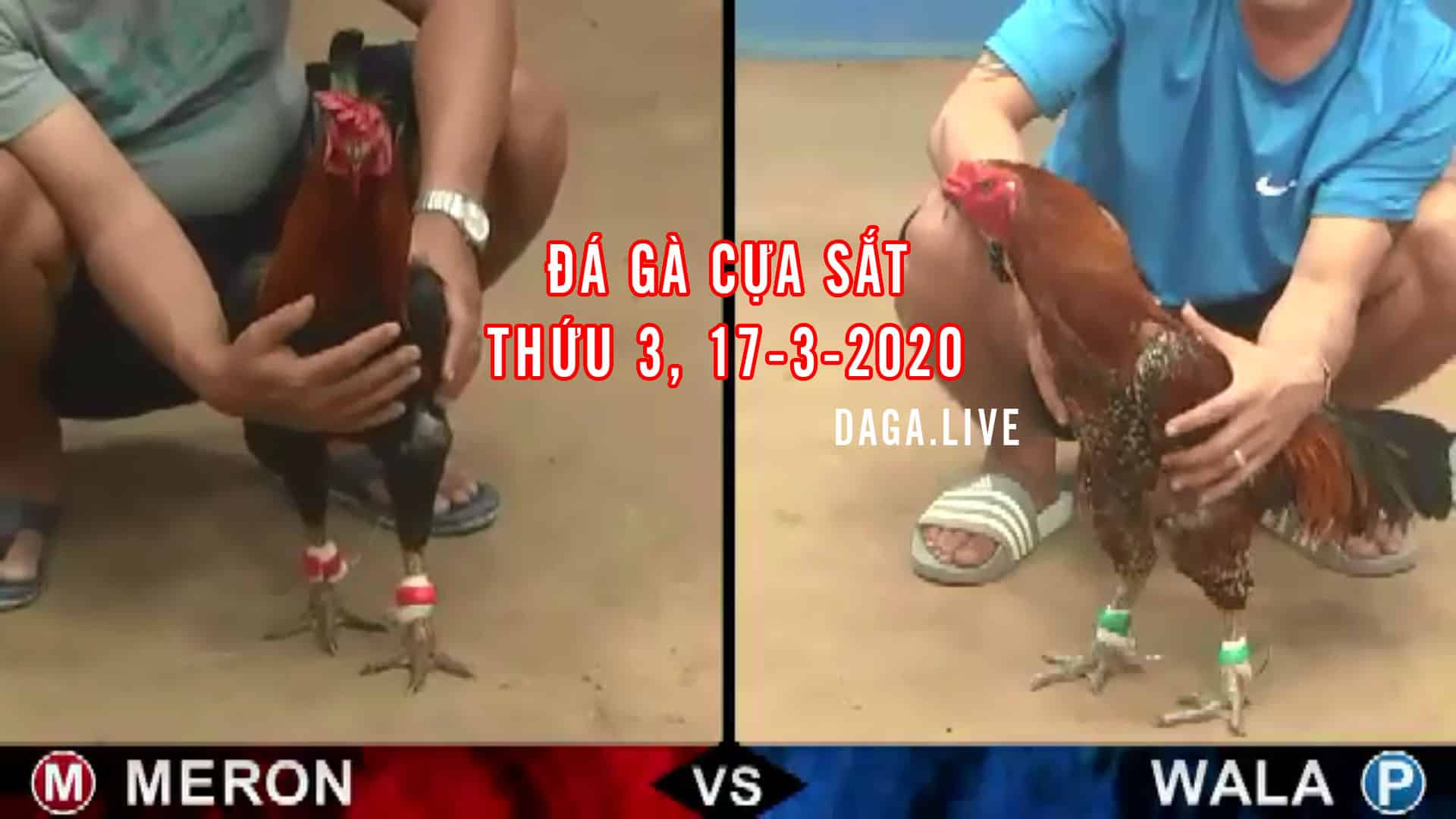 daga.live đá gà cựa sắt, đá gà thomo hôm nay, đá gà trực tiếp bình luận viên, đá gà campuchia, da ga ucw88 thứ 3 ngày 17-3-2020