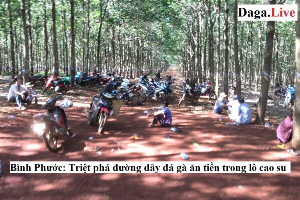 Bình Phước: Triệt phá đường dây đá gà ăn tiền trong lô cao su
