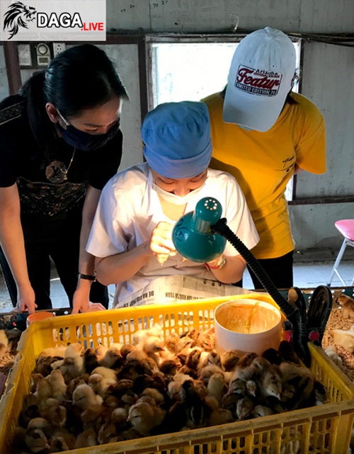 soi giới tính gà