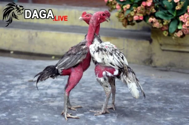 Gà chọi Phú Yên