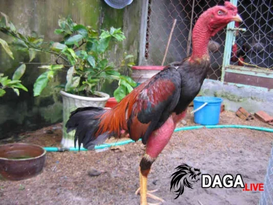 Nên mua dòng gà chọi hay nhất Việt Nam ở đâu?