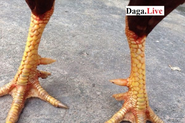 Các loại vảy chân gà chọi