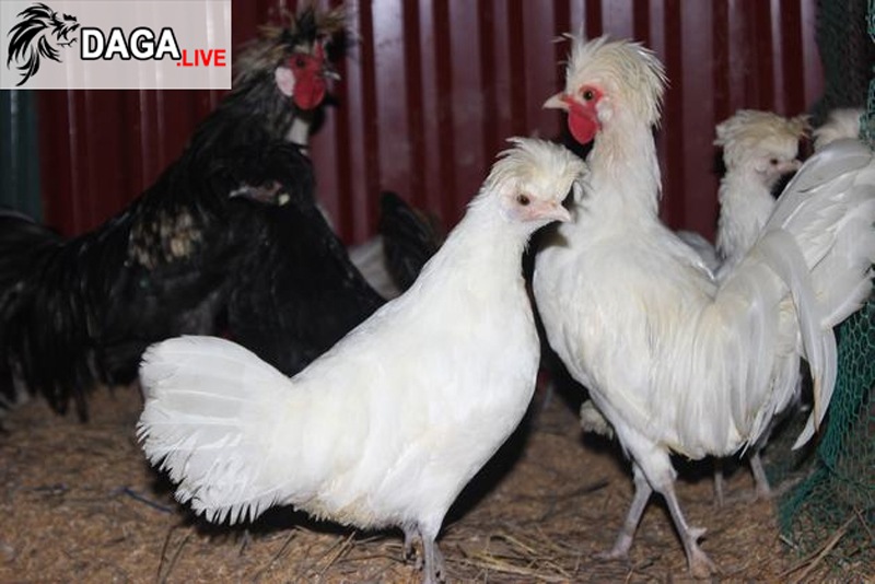 gà Ba Lan