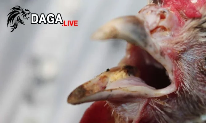 Nguyên nhân gà bị nhớt miệng