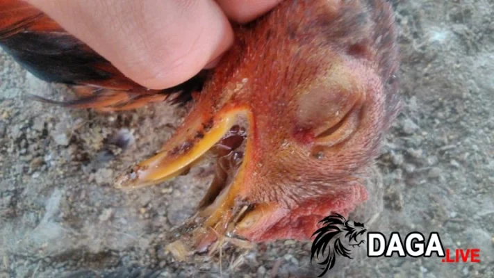 Tìm hiểu gà bị nhớt miệng là gì?