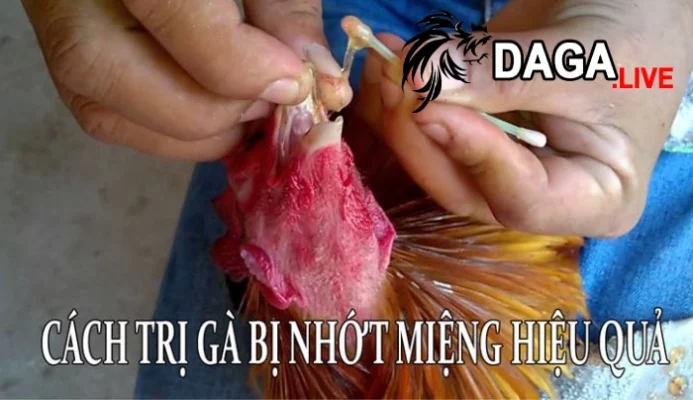 Cách trị gà bị nhớt miệng dứt điểm