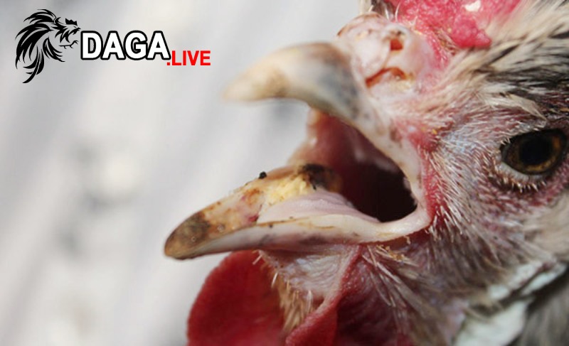 Dấu hiệu nhận biết gà khò khè