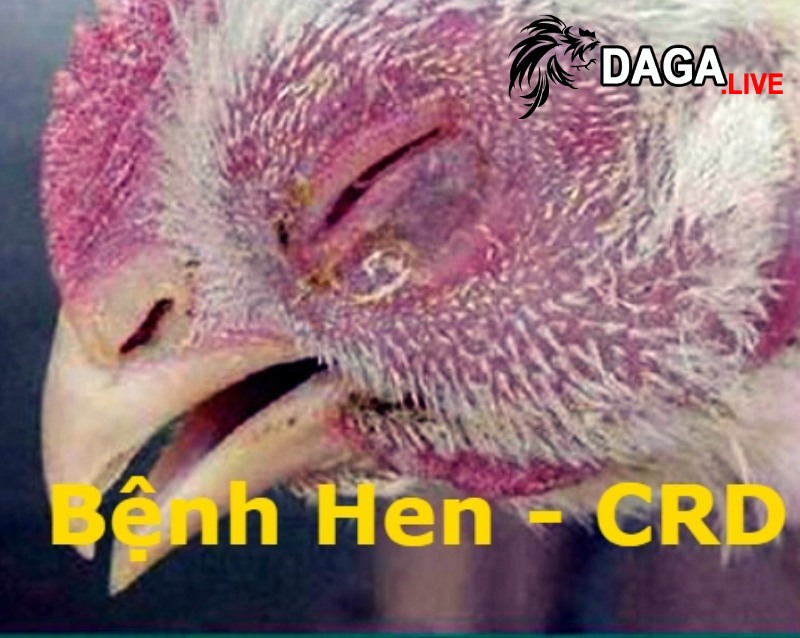 Nguyên nhân dẫn đến tình trạng khò khè ở gà