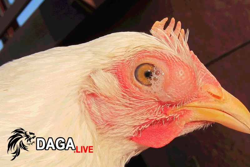 Kinh nghiệm phòng bệnh gà bị khò khè