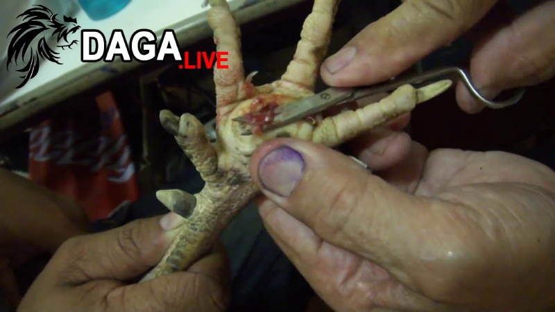 Cách mổ lậu đế ở gà