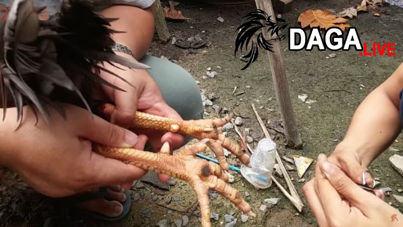 Tác hại khi gà bị mắc bệnh lậu đế