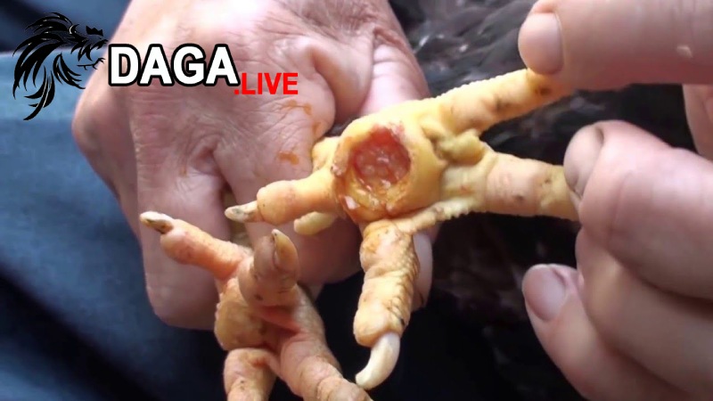 Chăm sóc cho gà sau khi mổ lậu đế