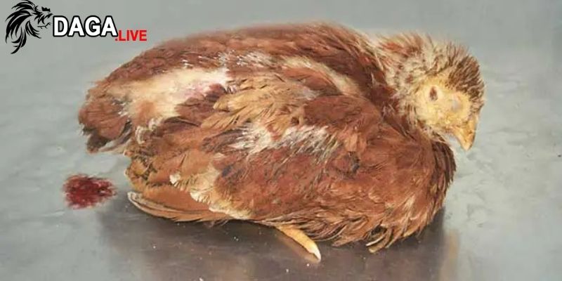 Biện pháp phòng tránh gà bị viêm ruột tiêu chảy