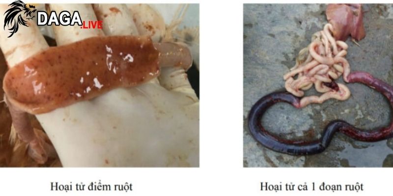 Đảm bảo khu vực nuôi gà sạch sẽ và khô ráo để ngăn lây lan bệnh