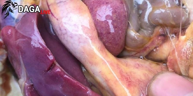 Để ngăn lây lan bệnh, hãy tách riêng gà bị viêm ruột tiêu chảy ra khỏi đàn