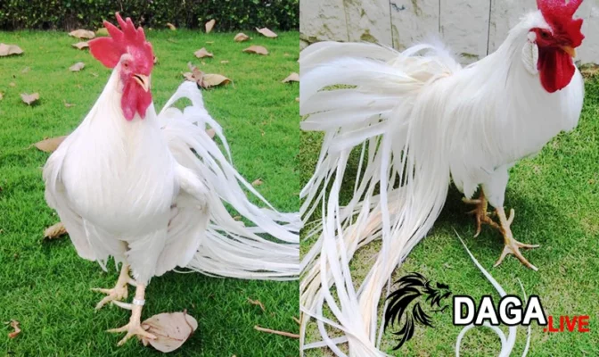 Gà đuôi dài hơn nửa mét - Gà cảnh đẹp