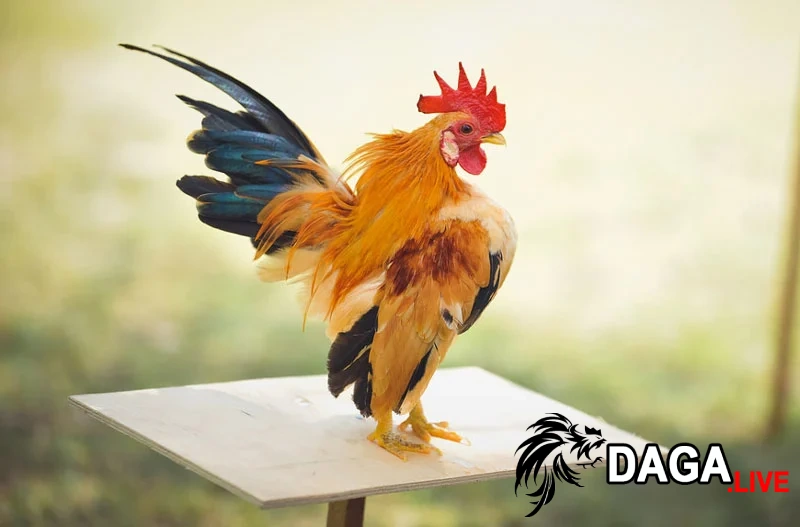 Gà cảnh bé nhất thế giới - Gà Serama