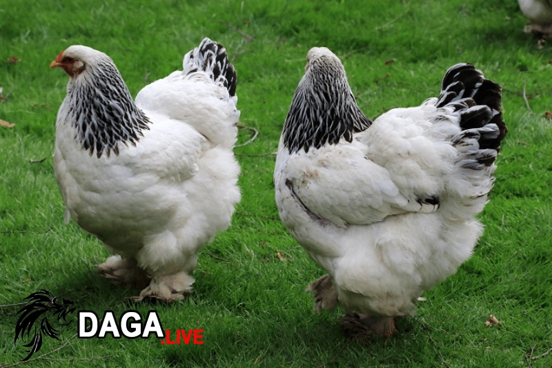 Gà kỳ lân khổng lồ