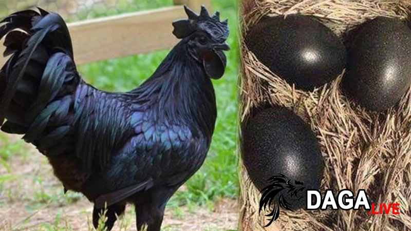Gà đen mặt quỷ