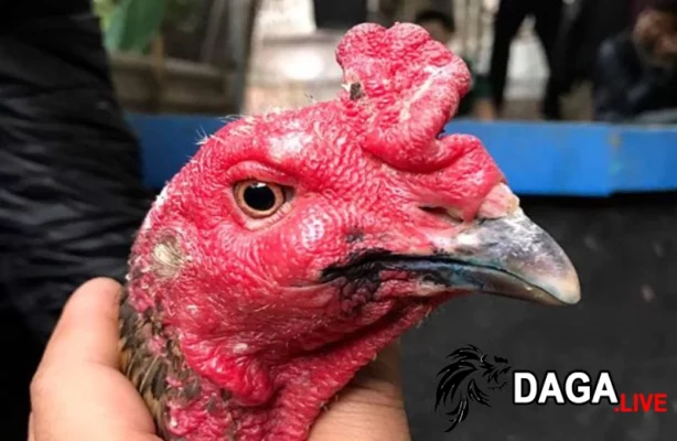 Hướng dẫn sơ cứu gà chọi đúng cách