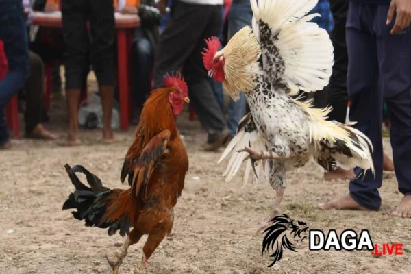 Nguyên nhân gà chọi bị rách da đầu