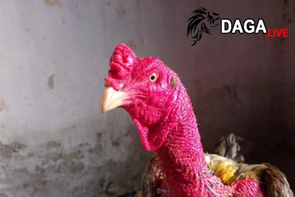 Tác hại khi gà chọi bị rách da đầu