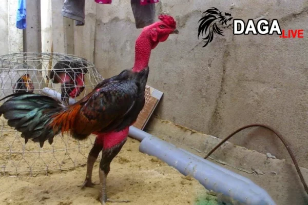 Những lưu ý để tránh tình trạng gà chọi bị rách da đầu