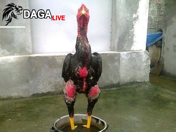 Lai giống gà để thu nhập cao hơn.