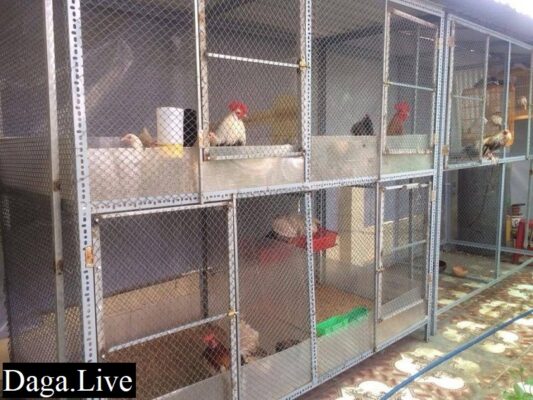 Gà chọi mấy tháng thì tách chuồng riêng?