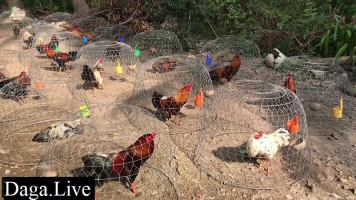 Gà chọi mấy tháng thì tách chuồng riêng?